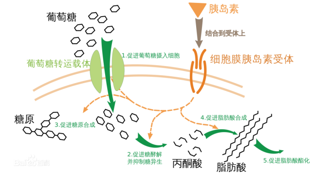 神经系统在胰岛素分泌中的作用