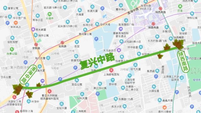 徐汇区 复兴中路(陕西南路—淮海中路) 悬铃木