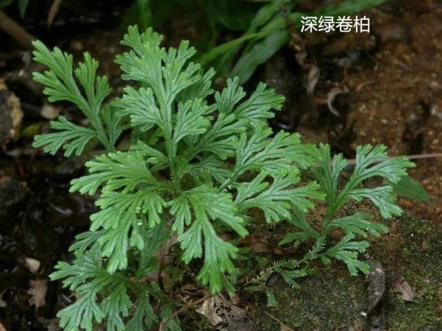 民间抗癌草药:石上柏