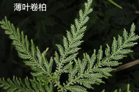 民间抗癌草药:石上柏