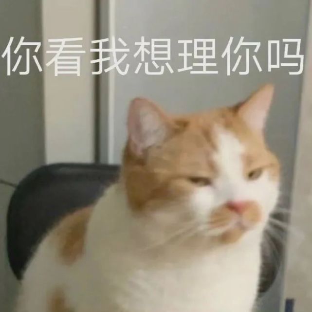 表情包|老婆我来了