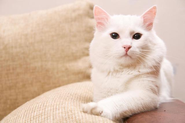被虐待的猫咪,性格比较暴躁,容易攻击人.