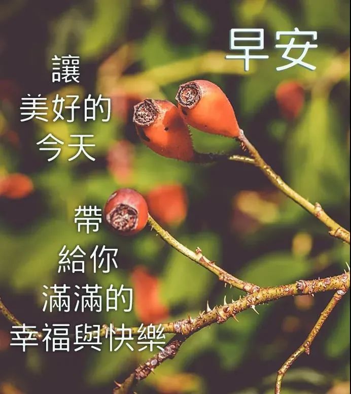 2021年9月9日早上好鲜花动态漂亮问候图片,早安祝福语