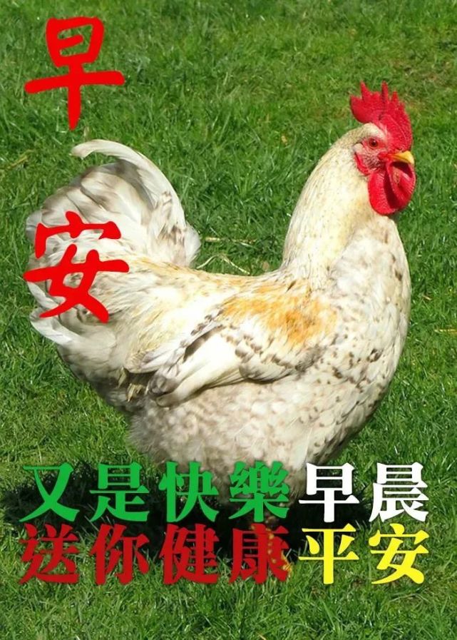 2021年9月9日早上好鲜花动态漂亮问候图片,早安祝福语