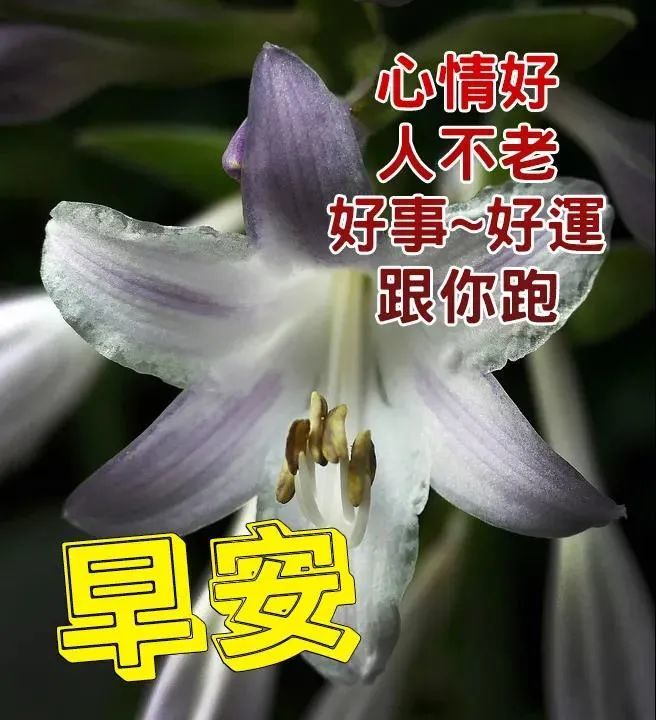 2021年9月9日早上好鲜花动态漂亮问候图片,早安祝福语