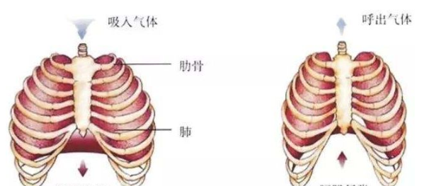 学会腹式呼吸,你可以跑得更快!更远!更快乐!