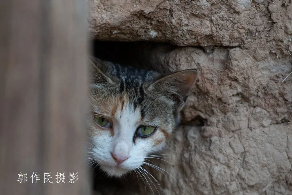 躲迷藏的小猫咪