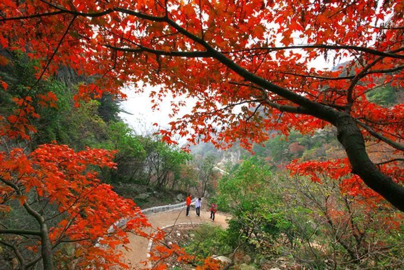 嵩县爱你洛阳45家景区免门票一个月涉及嵩县