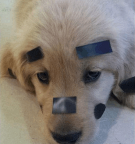 狗:我不是真的人,但你是真的狗