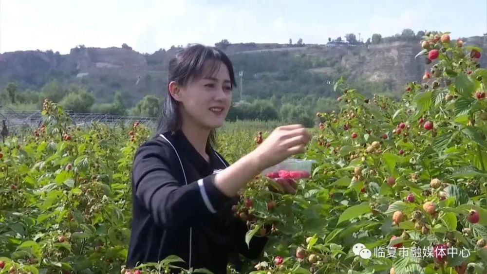 临夏市枹罕镇:树莓迎来采摘季 乡村振兴添活力