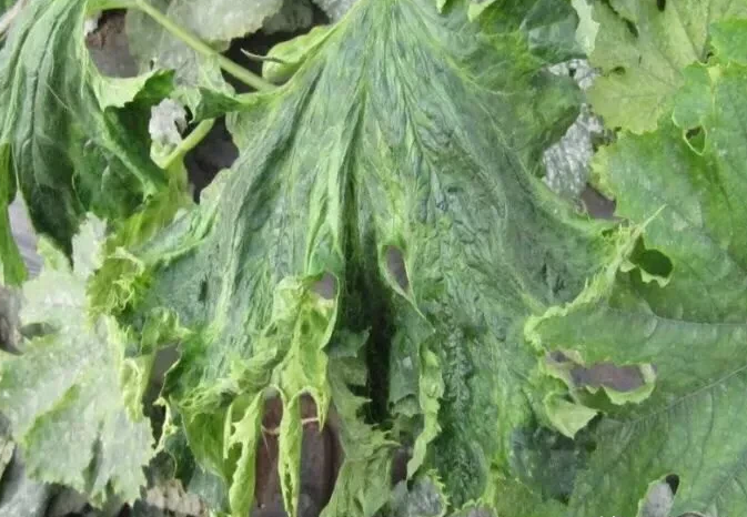 棚室种植西葫芦,如何分辨并防治病毒病?答案来了