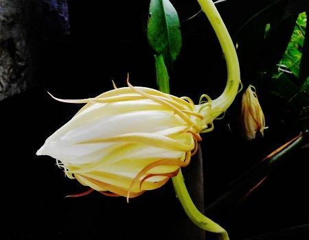 昙花开花前有什么预兆昙花花期这样养护开花更多哦图文昙花水肥
