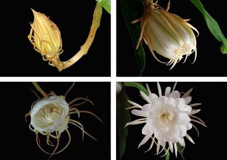 昙花开花前有什么预兆,昙花花期这样养护开花更多哦