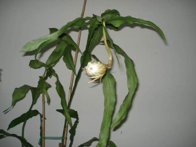 合理的修剪在充足水肥及光照环境下,昙花植株生长健壮,才有可能开花.