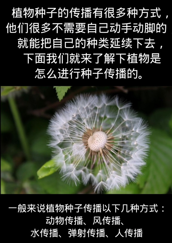 植物种子的传播方式图多种多样