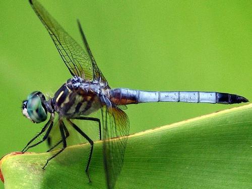 疯狂生物学:人类从蜻蜓身上获得科技的史诗级突破