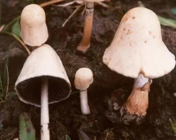 记住这几种蘑菇!万全农业局整理常见毒蘑菇,采摘时一定要认清!