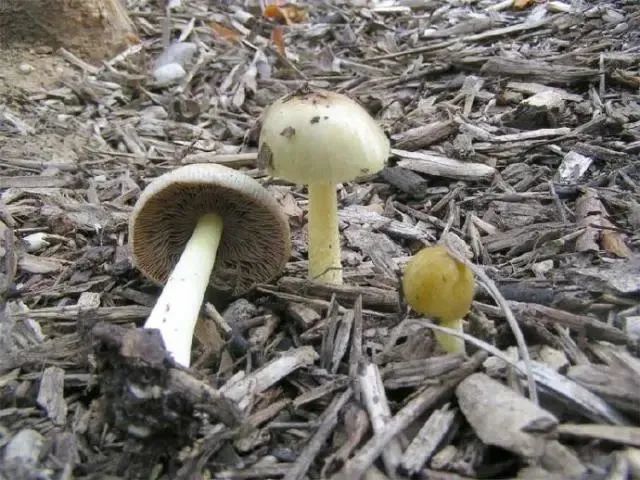 粪锈伞这种毒蘑菇,四川,云南