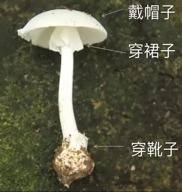 万全农业局整理常见毒蘑菇,采摘时一定要认清!