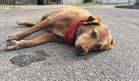 浙江车主撞死未牵绳的狗狗主人多次潜入小区蓄意报复细思极恐