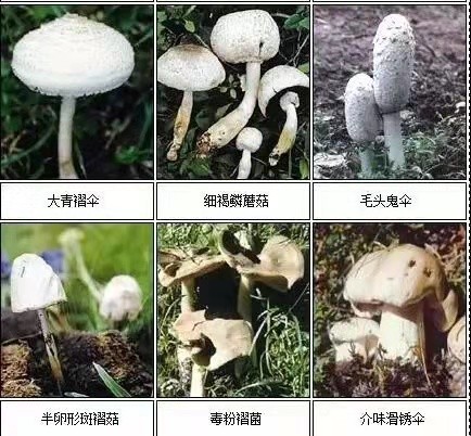 蘑菇中毒事件每年上千例,17种常见毒蘑菇大家一定要