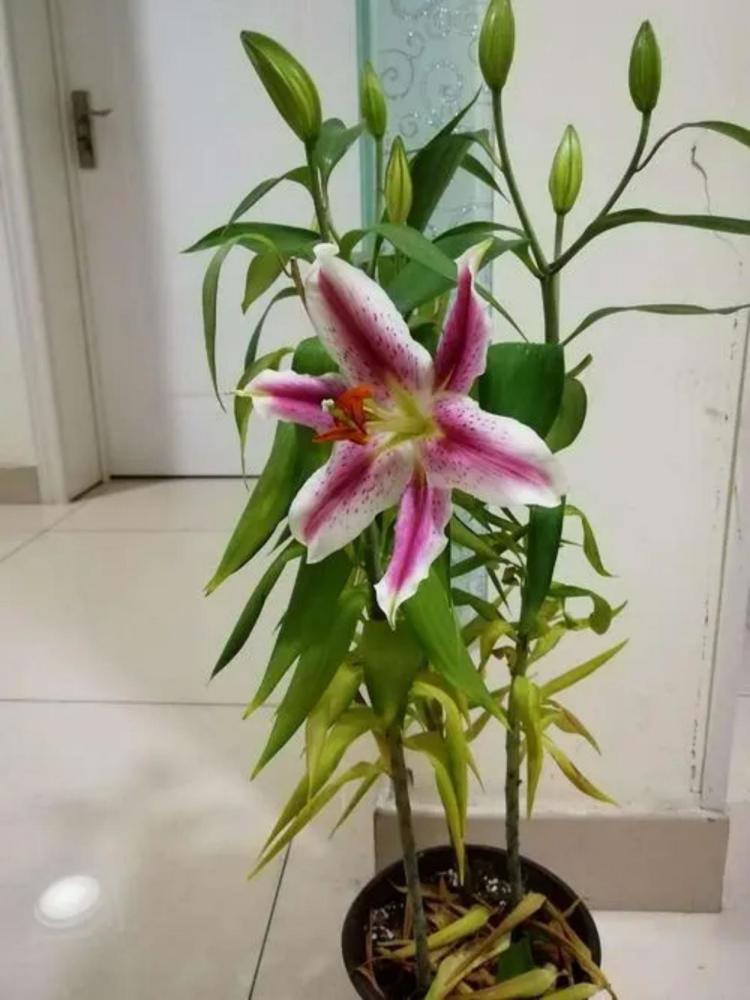 居家种植百合花该注意什么?满足4个前提,开花漂亮又香味浓郁