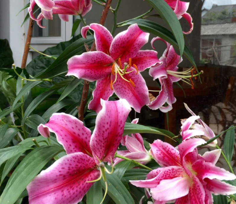 居家种植百合花该注意什么?满足4个前提,开花漂亮又香味浓郁