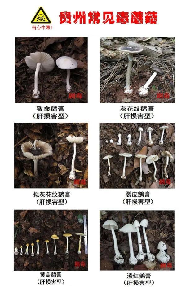 蘑菇中毒事件每年上千例,17种常见毒蘑菇大家一定要