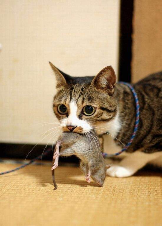 狸花猫作为中华田园猫的一种,很多人感觉它们高冷认生养不熟,但狸花