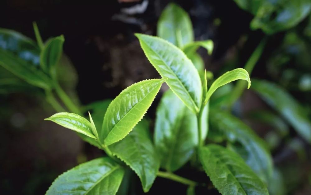 如何正确把握茶芽,茶叶,茶梗的冲泡特点?