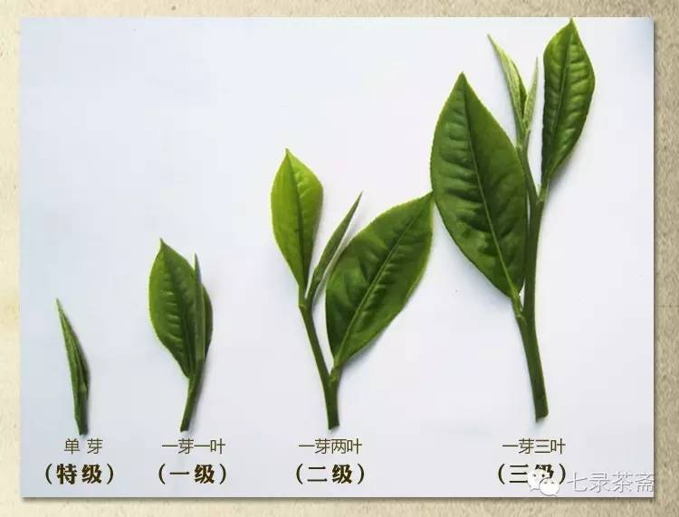 如何正确把握茶芽,茶叶,茶梗的冲泡特点?