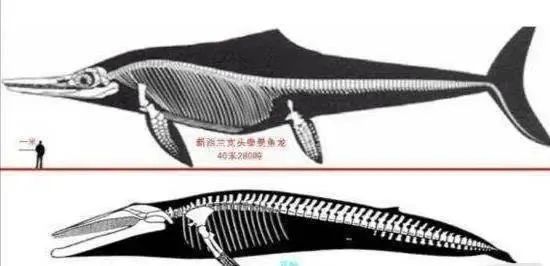 【科普】:地质史上最大的海洋生物——新西兰大鱼龙