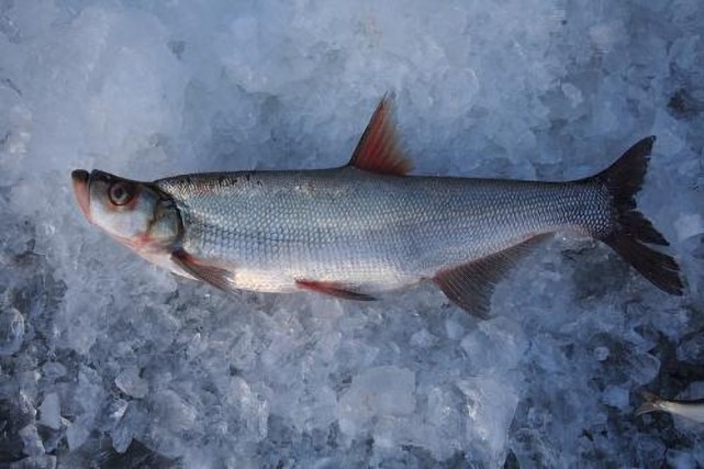 据长江水产研究所的专家称介绍,这是一种名叫"鳤"的鱼,俗称"刁子鱼","