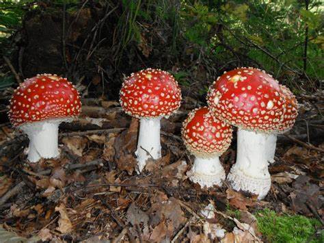最小仅3岁!广东祖孙3人食用毒蘑菇致死 如何识别野生菌是否有毒?