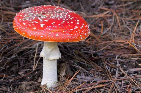 广东祖孙3人食用毒蘑菇致死 如何识别野生菌是否有毒?