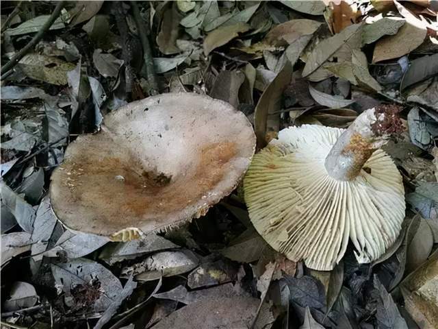 祖孙三代误食毒蘑菇丧命究竟什么样的蘑菇有毒什么样的没毒
