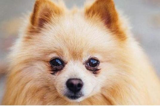 博美犬很挑食?责任在于人,都是你害的!