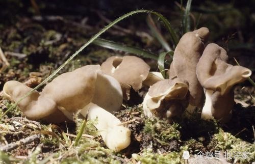 祖孙3人食用毒蘑菇致死 专家称这样的蘑菇不要食用