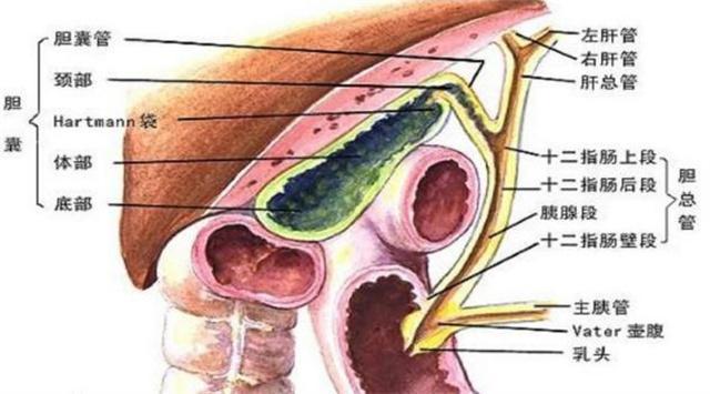 胆囊并非可有可无,切除后对身体有什么影响?建议提前了解