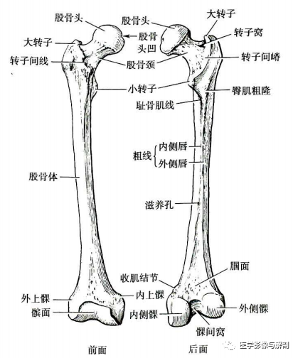 股骨femur:是人体最长最结实的长骨,长度约为体高的1/4,分一体两端.