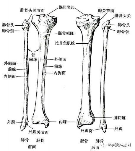 外侧髁后下方有腓关节面与腓骨头相关节.