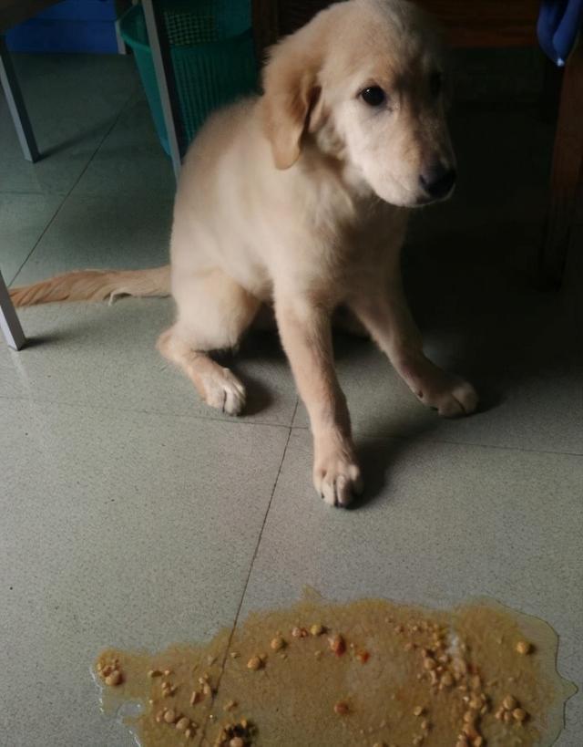 从狗狗不同的呕吐物中,判断它的身体状态!