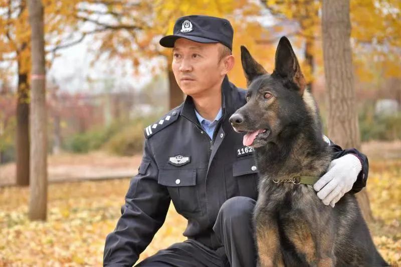 全国冠军功勋昆明犬"黑狼"和主人付屹战友情深