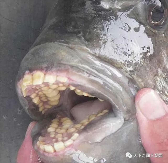 一条长着两排人类牙齿的鱼被捕