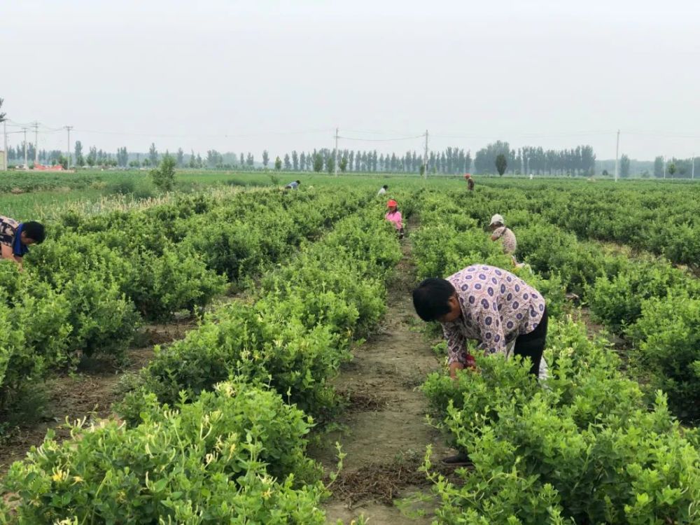 河北清河:金银花种植带动致富增收,标准化建设为"金银