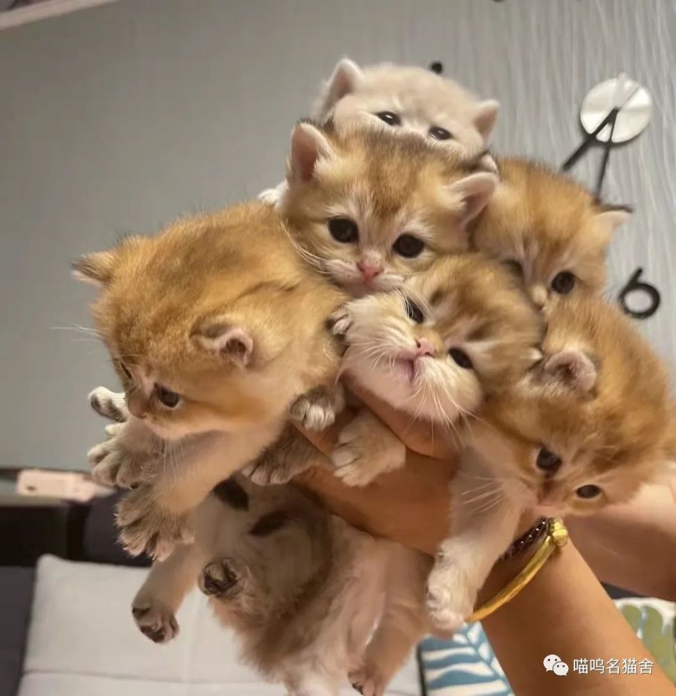 金渐层‖一种迷人的英国短毛猫