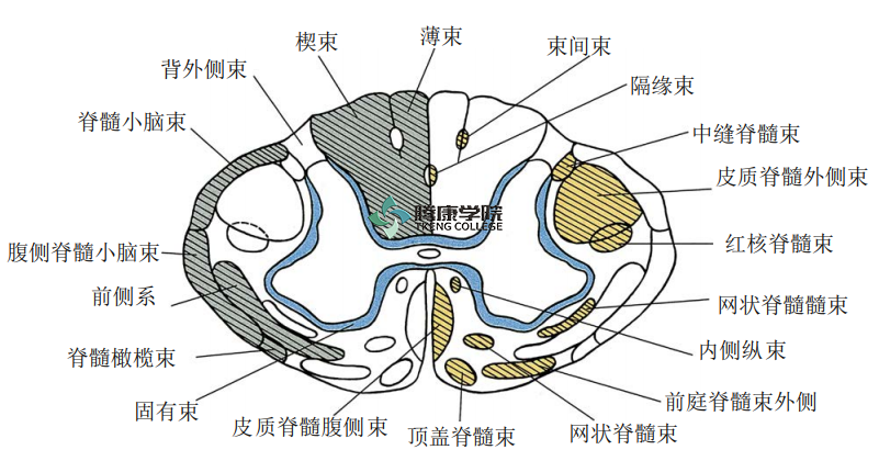 疼痛解剖学脊髓的结构