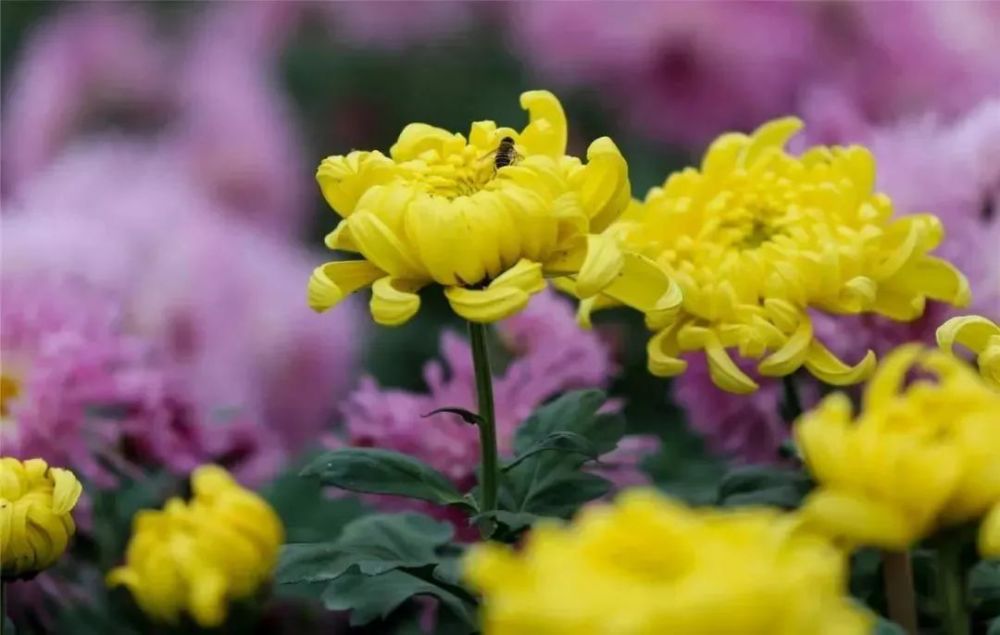 此次菊花节引进了很多名贵品种的菊花,有 灯下红娘,紫玉托珠,高山流水