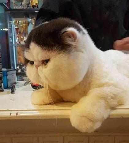 当一只加菲猫被不情愿的拉去修毛之后,真的是一脸的生