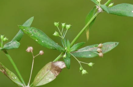 羊须草,蛇总管,是田间地头比较常见的杂草,可以煲汤也可以用来煮凉茶